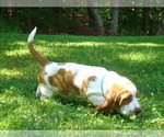 Small Photo #3 Basset Hound Puppy For Sale in LANEXA, VA, USA