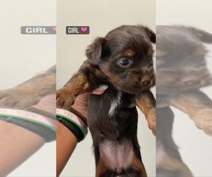 Yorkshire Terrier Puppy for sale in MC DONOUGH, GA, USA