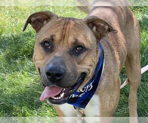 American Pit Bull Terrier Dogs for adoption in Pueblo, CO, USA