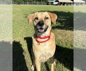 German Shepherd Dog-Unknown Mix Dogs for adoption in Rolesville, NC, USA