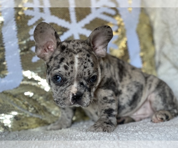 Medium Photo #10 French Bulldog Puppy For Sale in HAMDEN, CT, USA