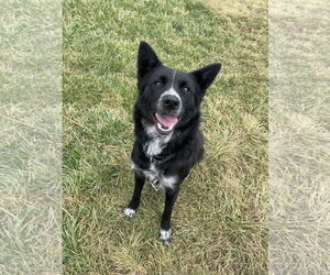 Border Collie Dogs for adoption in Highland, IL, USA