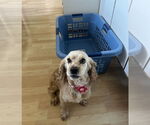 Small #4 Cocker Spaniel