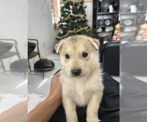 --German Shepherd Dog Mix Puppy for sale in LONG BEACH, CA, USA