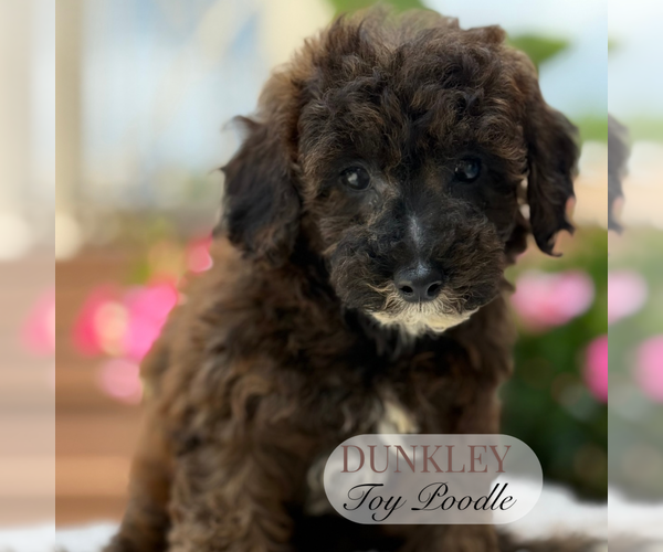 Medium Photo #3 Poodle (Toy) Puppy For Sale in ELMHURST, IL, USA