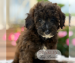 Small #2 Poodle (Toy)