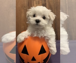 Maltese Puppy for sale in GROTTOES, VA, USA