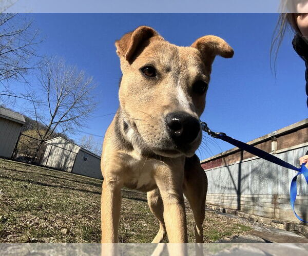 Medium Photo #7 Mutt Puppy For Sale in Elmsford, NY, USA