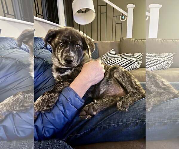 Medium Photo #3 Great Pyrenees-Unknown Mix Puppy For Sale in Brooklyn Center, MN, USA