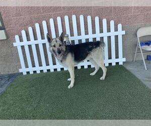 Gerberian Shepsky Dogs for adoption in Modesto, CA, USA