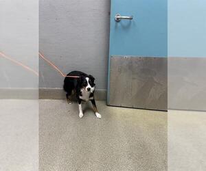 Mutt Dogs for adoption in Las Vegas, NV, USA