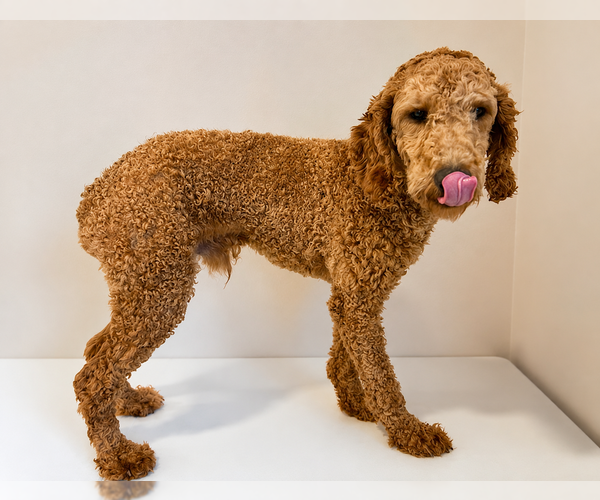 Medium Photo #1 Goldendoodle (Miniature) Puppy For Sale in CRESTON, OH, USA