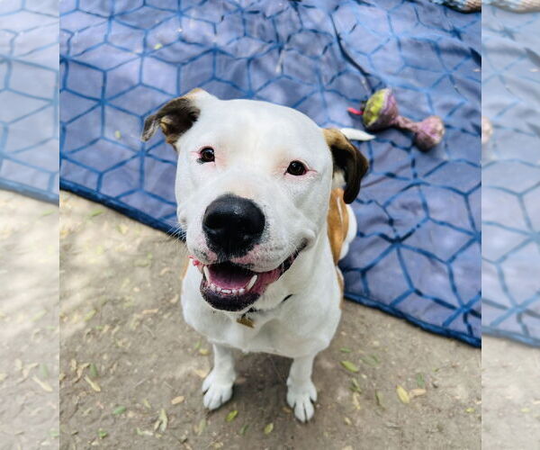 Medium Photo #2 American Pit Bull Terrier-Unknown Mix Puppy For Sale in Seal Beach, CA, USA