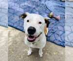 Small #1 American Pit Bull Terrier Mix