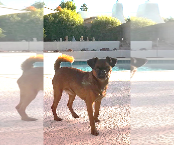 Medium Photo #3 Brussels Griffon Puppy For Sale in SCOTTSDALE, AZ, USA