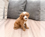 Small #2 Cavapoo (Miniature)