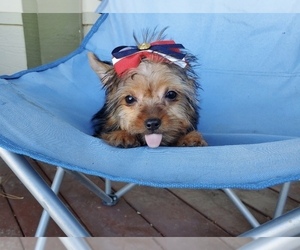 Yorkshire Terrier Puppy for sale in SANTA CLARITA, CA, USA