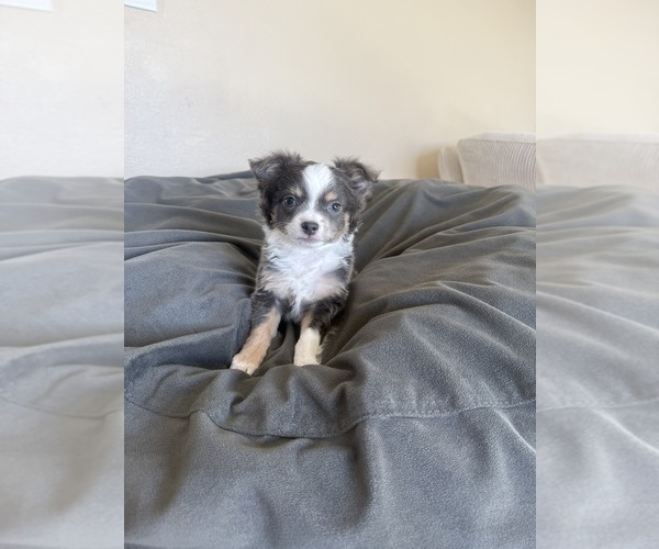 Medium Photo #2 Chihuahua Puppy For Sale in MARCUS, IA, USA