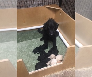 Mother of the Labradoodle puppies born on 12/05/2020