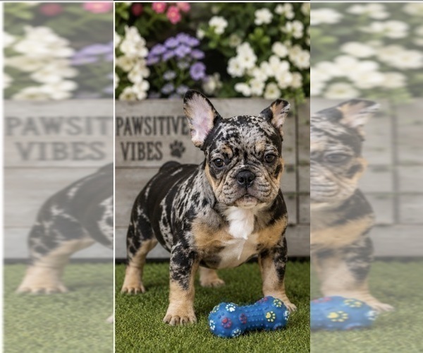 Medium Photo #3 French Bulldog Puppy For Sale in LAWRENCEVILLE, GA, USA