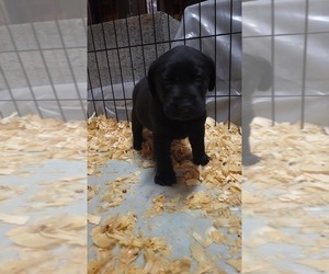 Labrador Retriever Puppy for sale in BENTON, PA, USA
