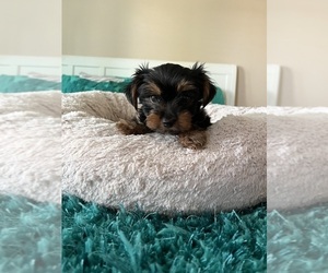 Yorkshire Terrier Puppy for sale in FRESNO, CA, USA