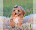 Small #2 Maltipoo (Toy)