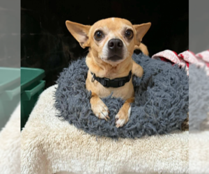 Chihuahua-Unknown Mix Dogs for adoption in Cranston, RI, USA