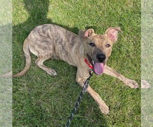 Mountain Cur-Unknown Mix Dogs for adoption in GILBERTS, IL, USA