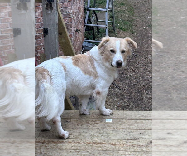 Medium Photo #1 Border Collie-Unknown Mix Puppy For Sale in Boston, MA, USA