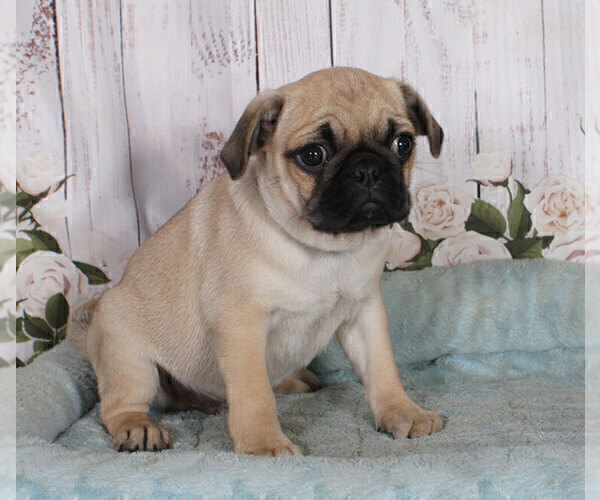Medium Photo #1 Buggs Puppy For Sale in PENNS CREEK, PA, USA