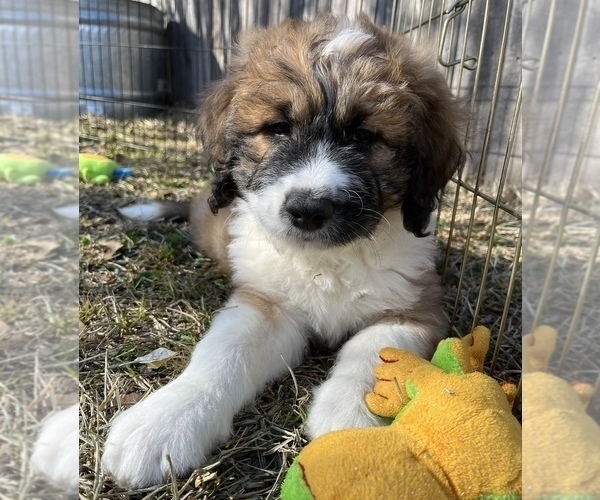 Medium Photo #4 Pyredoodle Puppy For Sale in SHERMAN, TX, USA