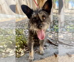 Small #1 Mutt