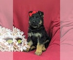 Small Photo #3 German Shepherd Dog Puppy For Sale in LEOLA, PA, USA