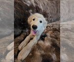 Small #16 Great Pyrenees