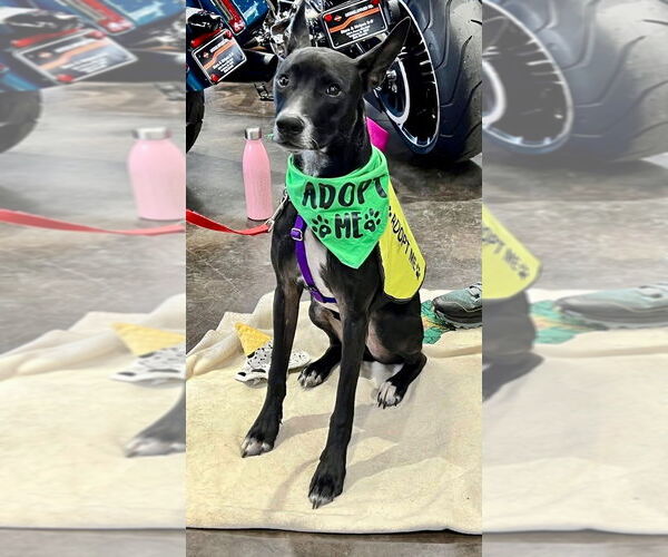 Medium Photo #5 Mutt Puppy For Sale in Lawrenceville, NJ, USA