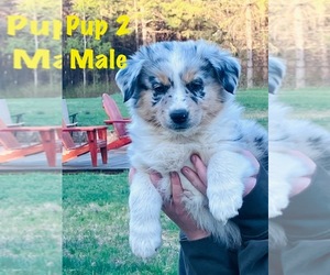 Miniature Australian Shepherd Puppy for sale in WING RIVER, MN, USA