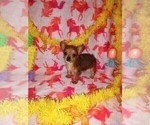 Puppy Foxy Yorkshire Terrier