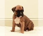 Small Photo #3 Boxer Puppy For Sale in DENVER, PA, USA