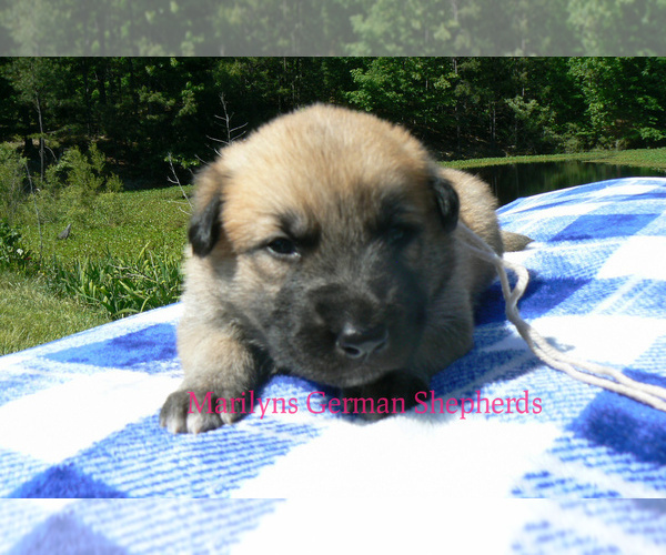 Medium Photo #5 German Shepherd Dog Puppy For Sale in PIEDMONT, MO, USA