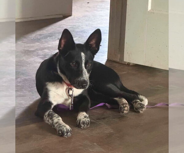 Medium Photo #2 Mutt Puppy For Sale in Canton, CT, USA