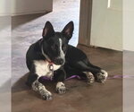 Small #1 Mutt