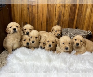 Golden Retriever Puppy for Sale in NEOLA, West Virginia USA