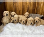 Image preview for Ad Listing. Nickname: GoldenRetriever