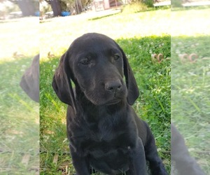 Wirehaired lab Puppy for sale in ANDERSON, CA, USA