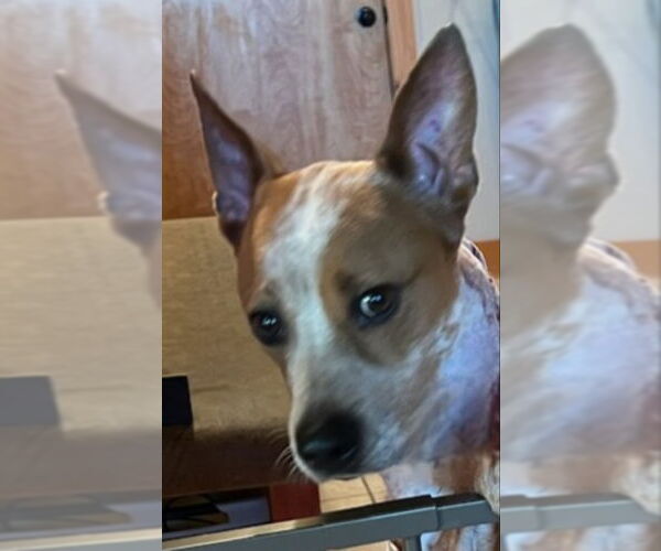 Medium Photo #1 - Mix Puppy For Sale in Olalla, WA, USA