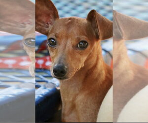 Beyonce - Female Dachshund-Unknown Mix Dog for Adoption - Photo #3