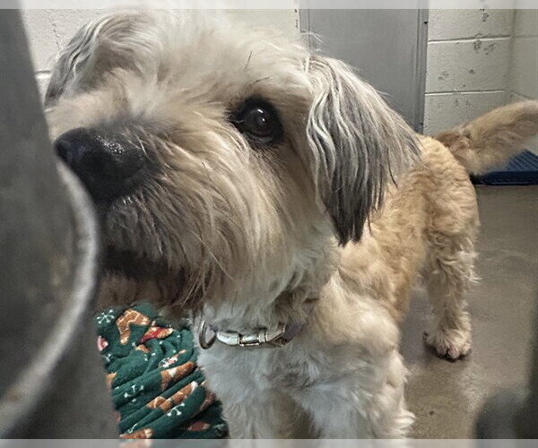 Medium Photo #1 Shih Tzu-Unknown Mix Puppy For Sale in Olathe, KS, USA