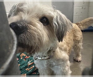 Shih Tzu-Unknown Mix Dogs for adoption in Olathe, KS, USA