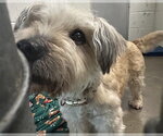 Small Shih Tzu Mix